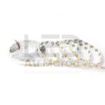 RUBAN 5050/60 IP20 12V 5M